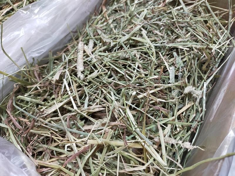 【12/30まで】 カナダ産 チモシー 30kg スーパープレミアム １番刈り