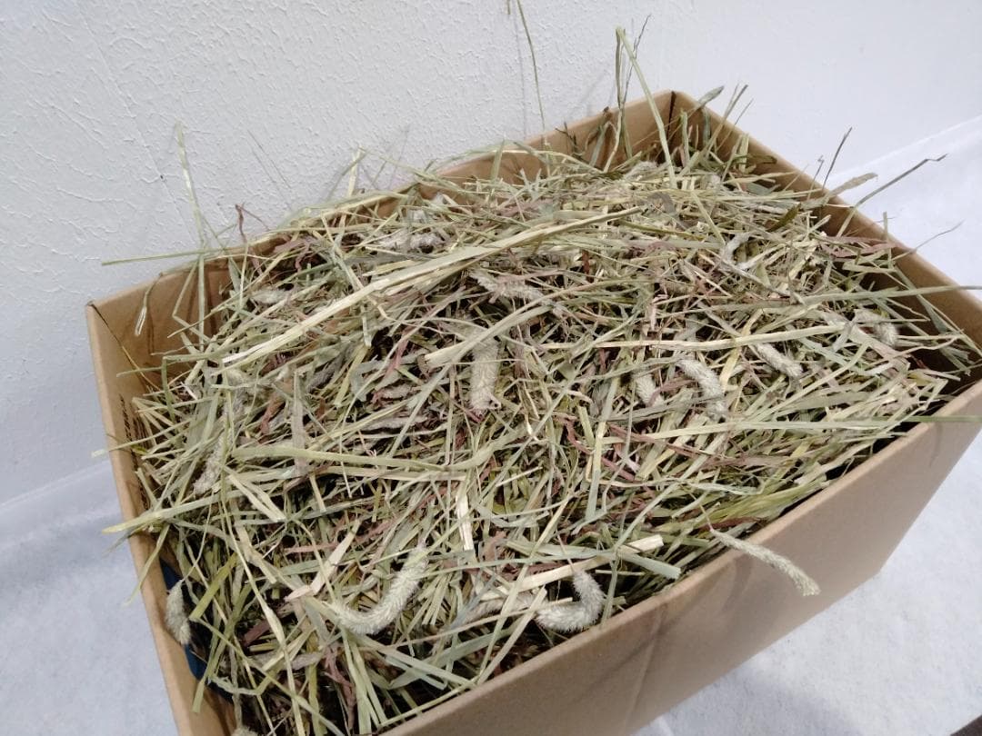 【12/30まで】 カナダ産 チモシー 30kg スーパープレミアム １番刈り