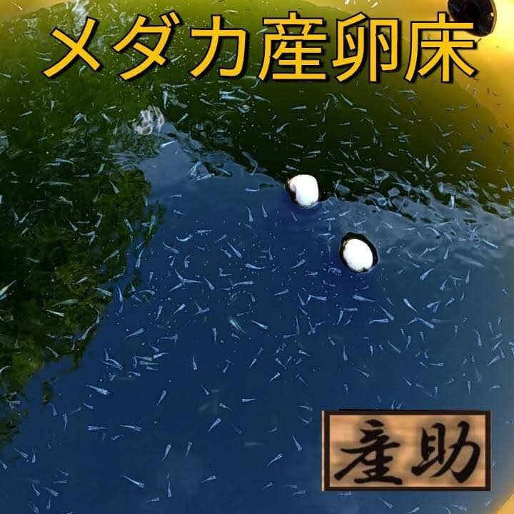 メダカ産卵床 10㎝ ★産助(さんすけ)2号50★ ※組立不要！金魚にも