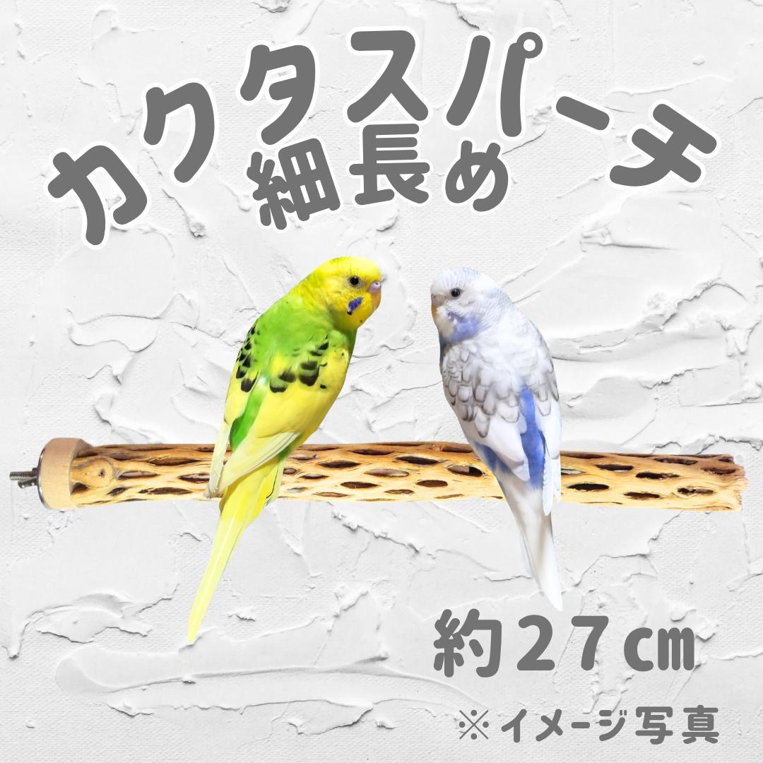 あお　カクタスパーチ　No.706、707、128,、673
