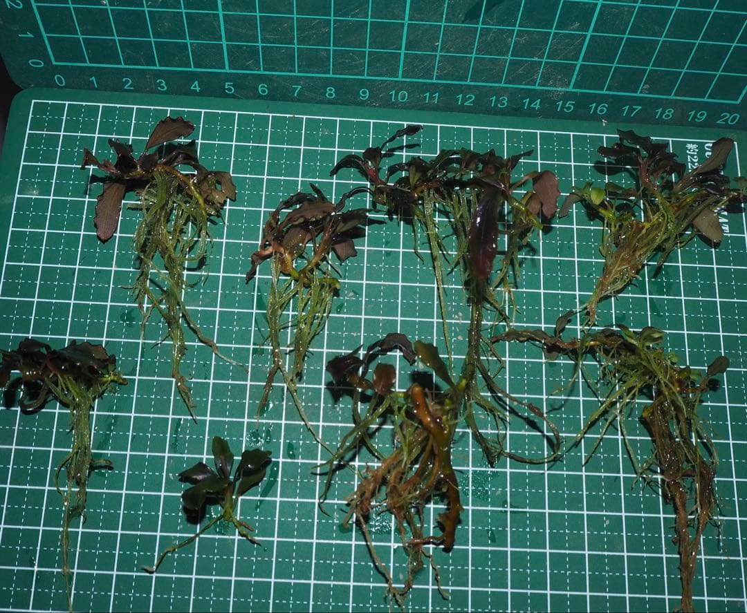 水草 Bucephalandra sp.Ghostkalimantan