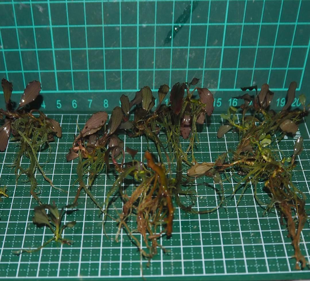 水草 Bucephalandra sp.Ghostkalimantan