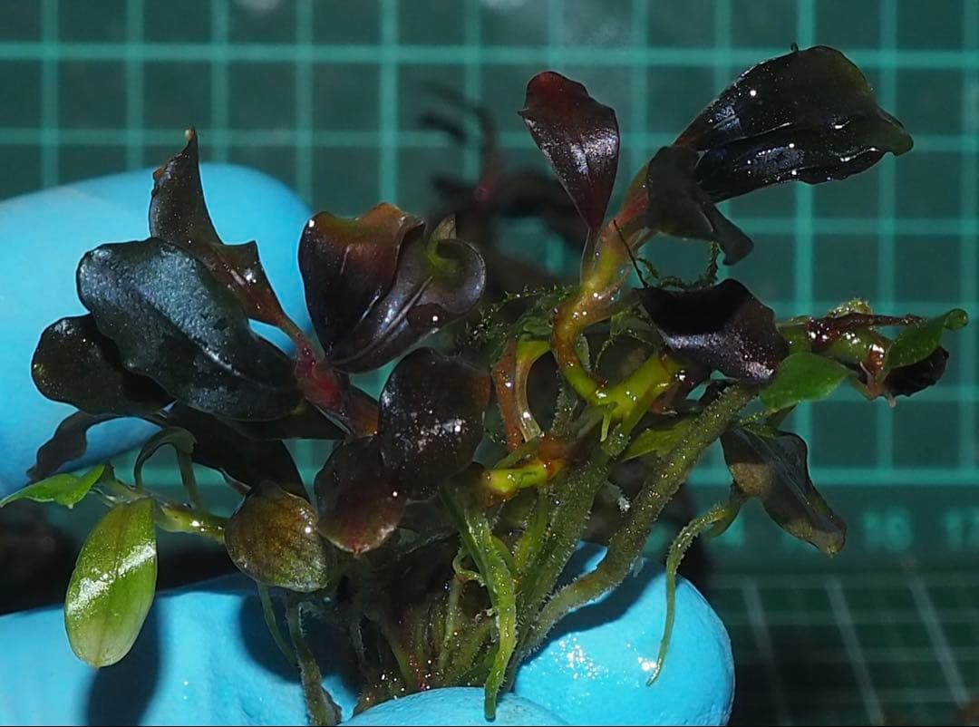 水草 Bucephalandra sp.Ghostkalimantan