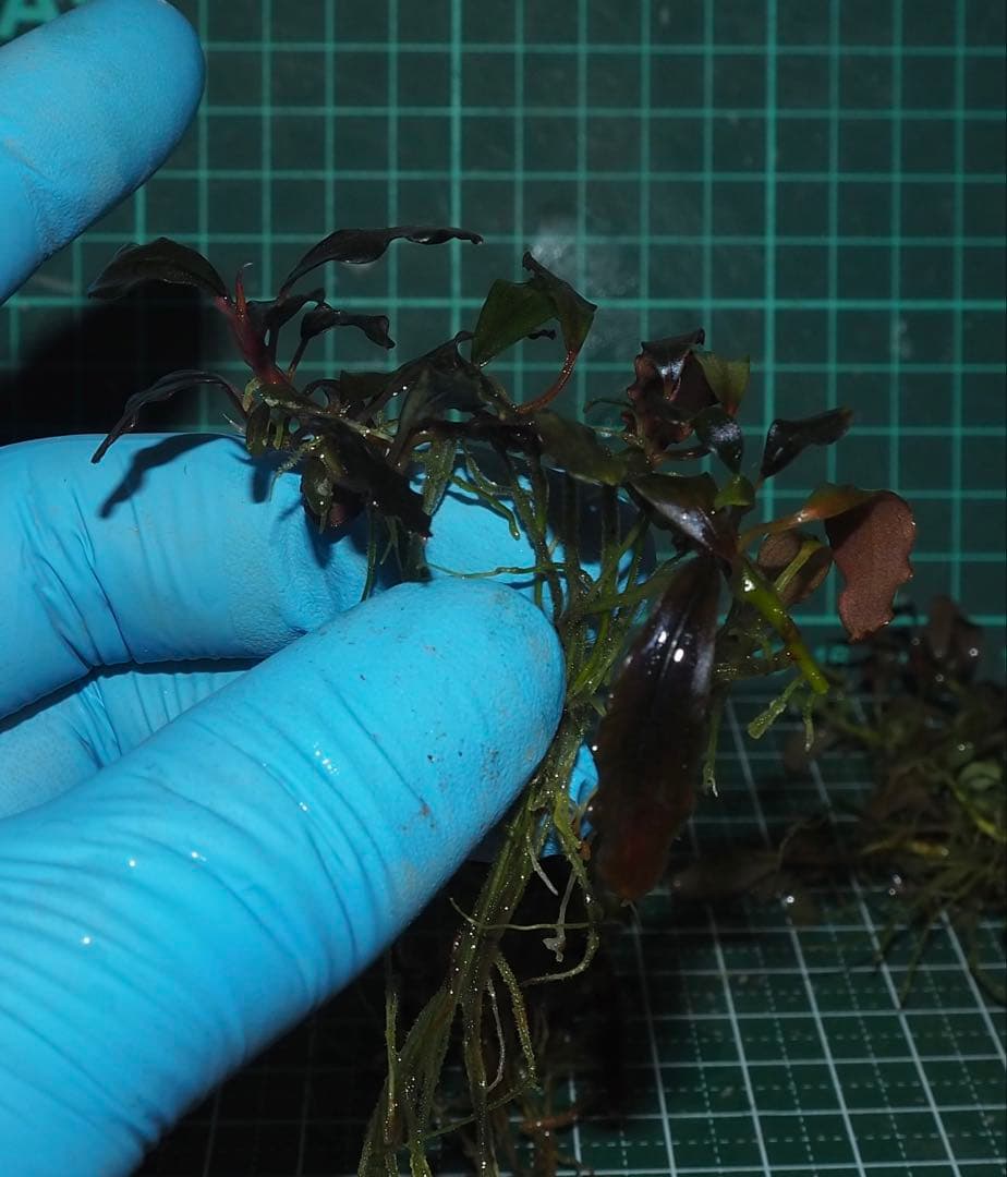 水草 Bucephalandra sp.Ghostkalimantan