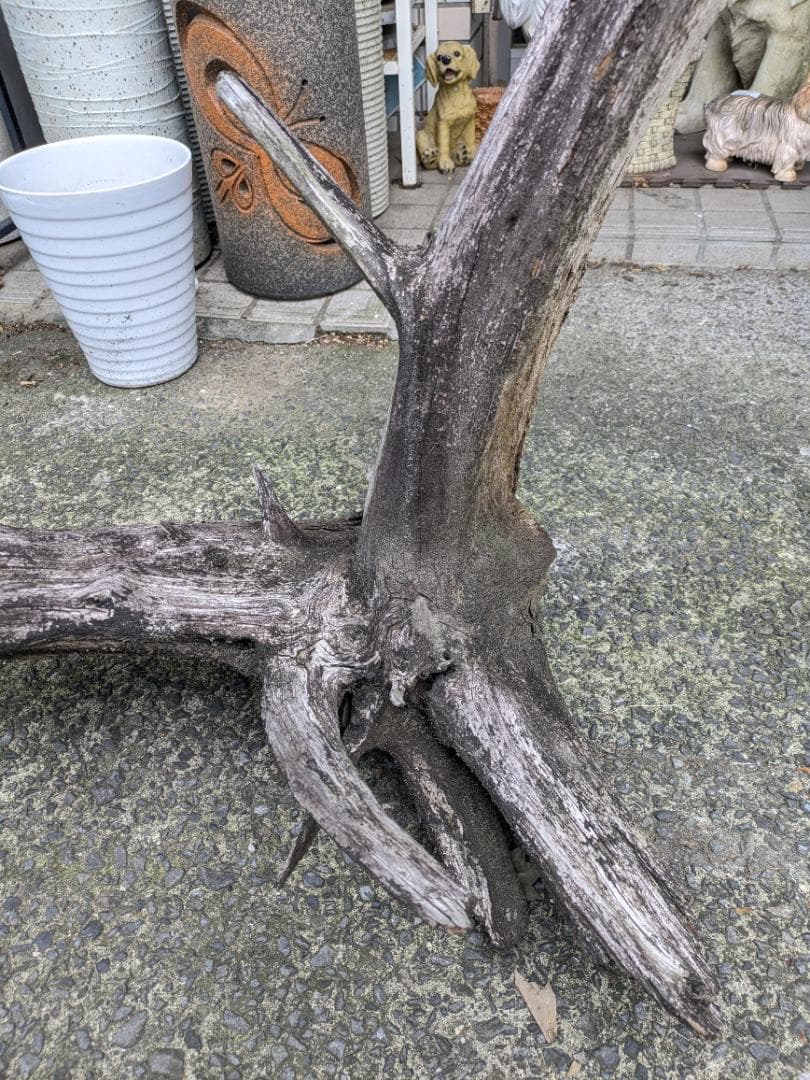 流木 幅105cm 登り木 オブジェ 観葉植物 大型 爬虫類 アクアリウム