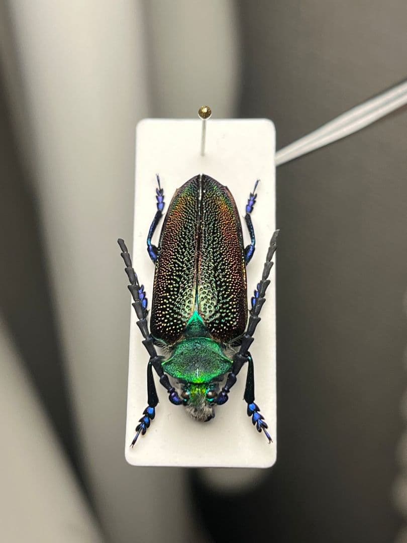 【25mm】ブロンズカミキリ標本　タマムシスハンダエプラチナコガネコブハムシ