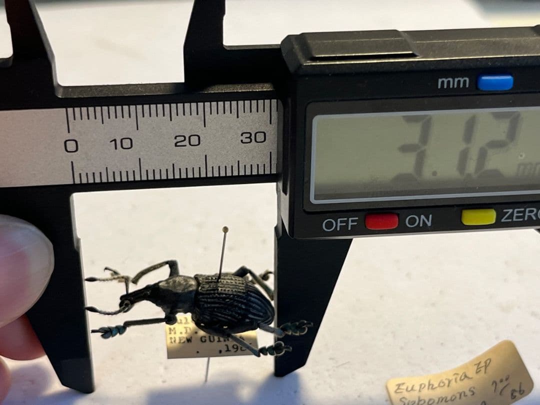 【25mm】爪先がターコイズブルー、付根がインディゴブルーのタテジマホウセキゾウ