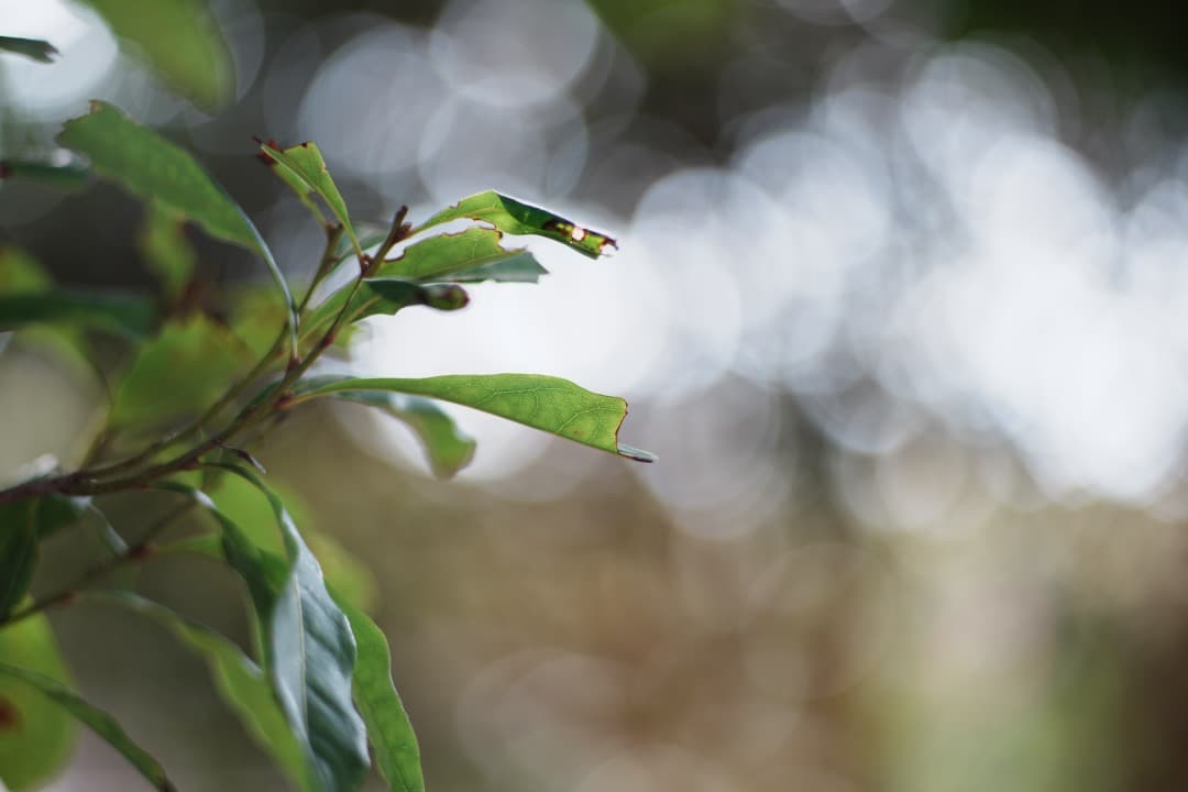 【バランス】動作◎ ニコン Ai Nikkor 85mm F1.8 397