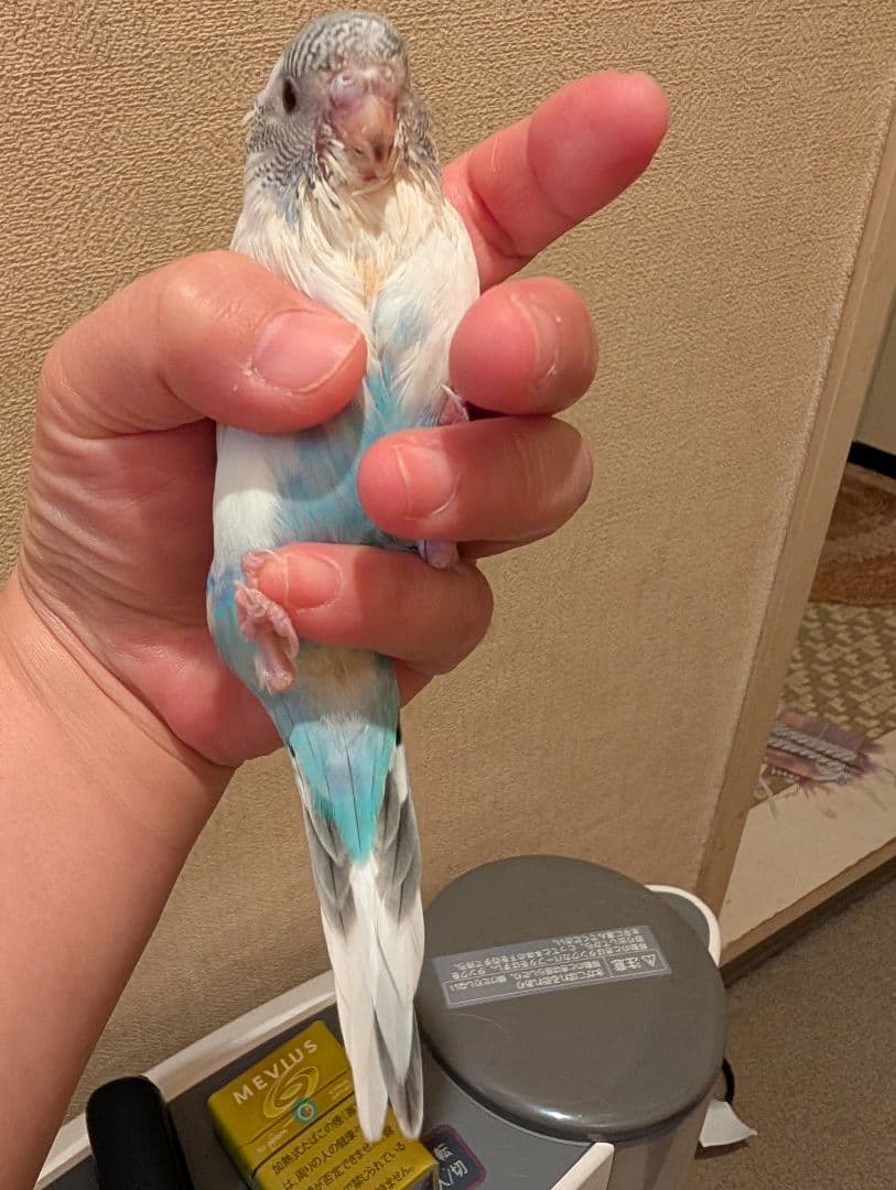 確認画像　　入札❌️