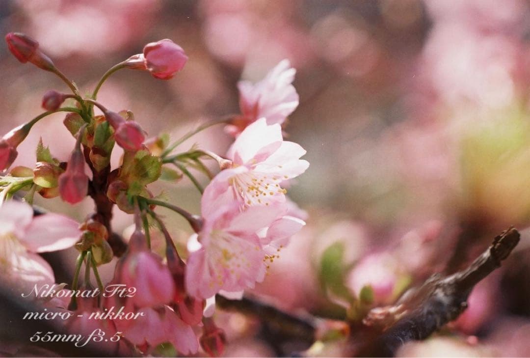 名機/名玉セット！★nikomat FT2＊micro nikkor＊完動＊美品