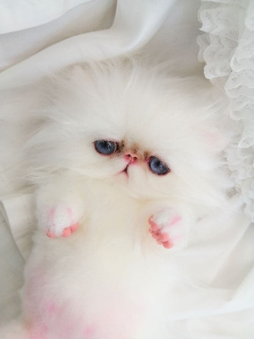 お腹ぽっこり♡エキゾチックベビー♡子猫ちゃん♡アートドール♡ぬいぐるみ♡