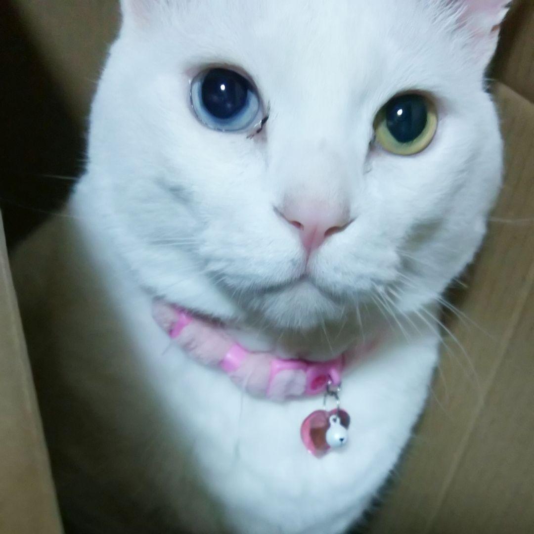 画像確認用