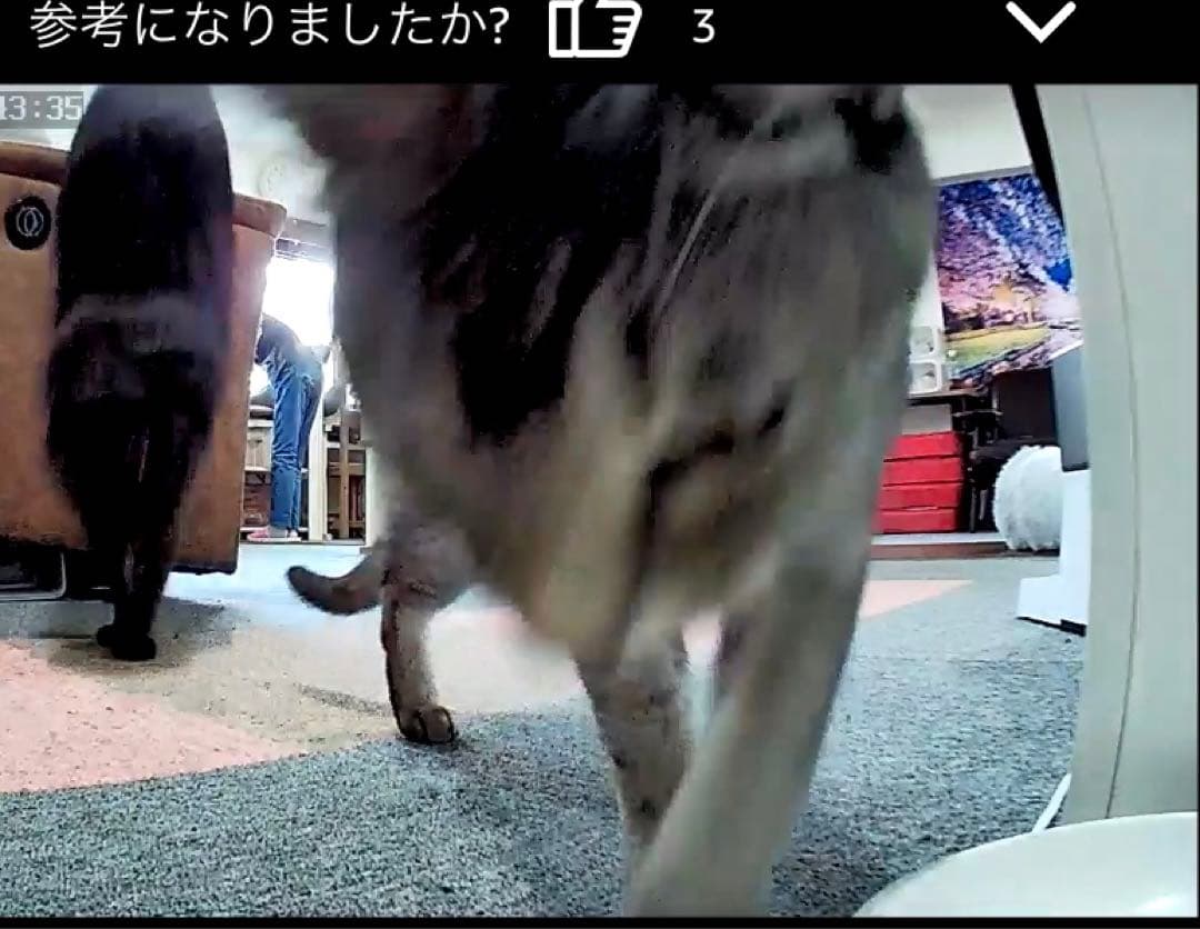 GORGSPET 自動給餌器 3L．ホワイト カメラ付き