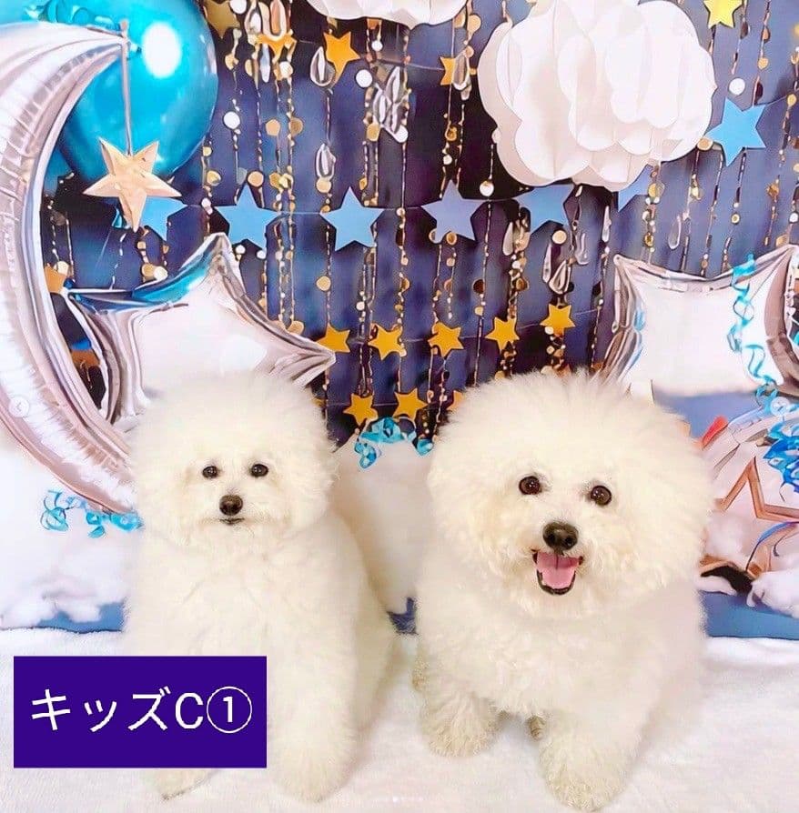背景布【　ティファニーブルー　】ペット撮影用　キラキラ、ストーン、宝石、リボン