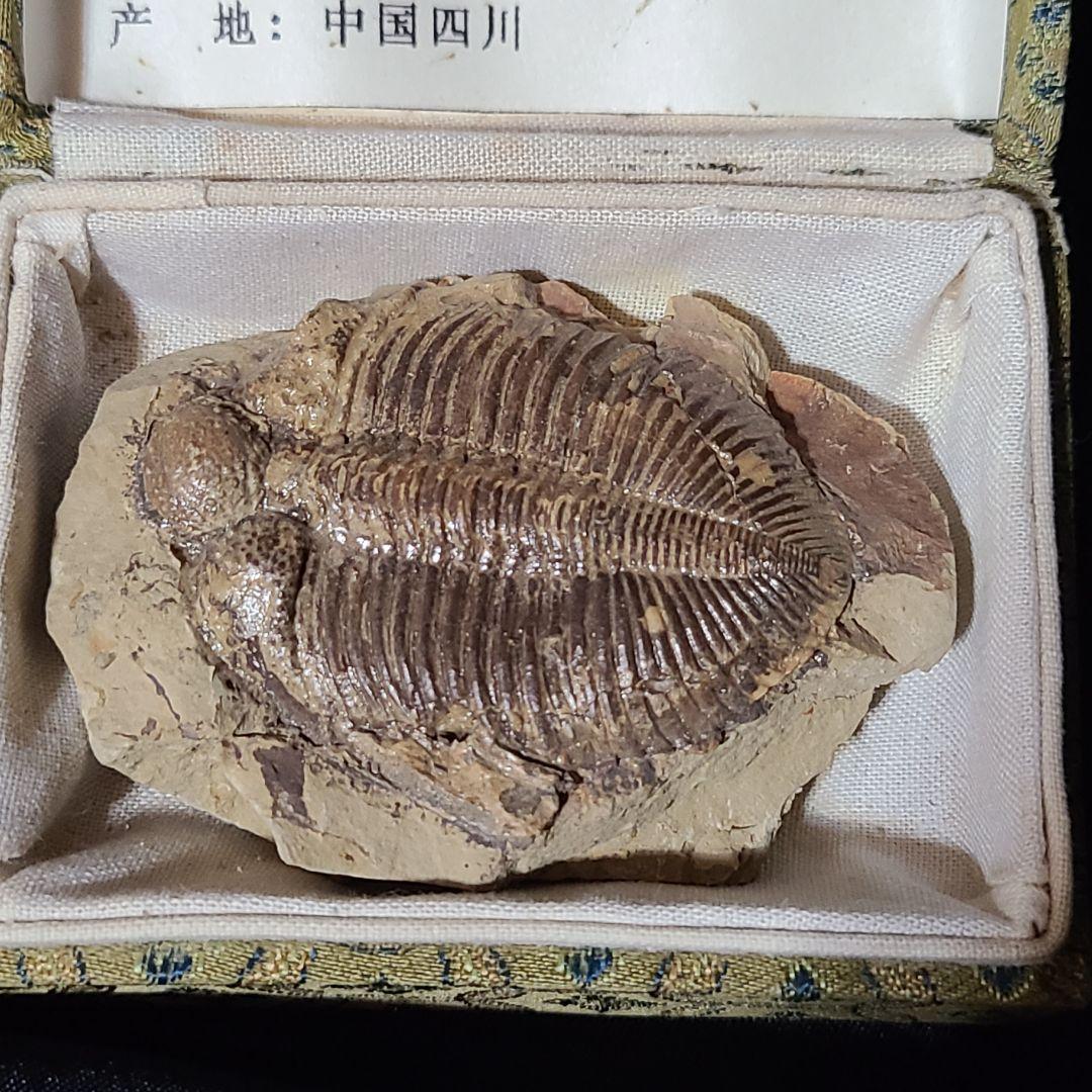 【化石】三葉虫 「コロノセファルス」中国産 シルル紀　※希少