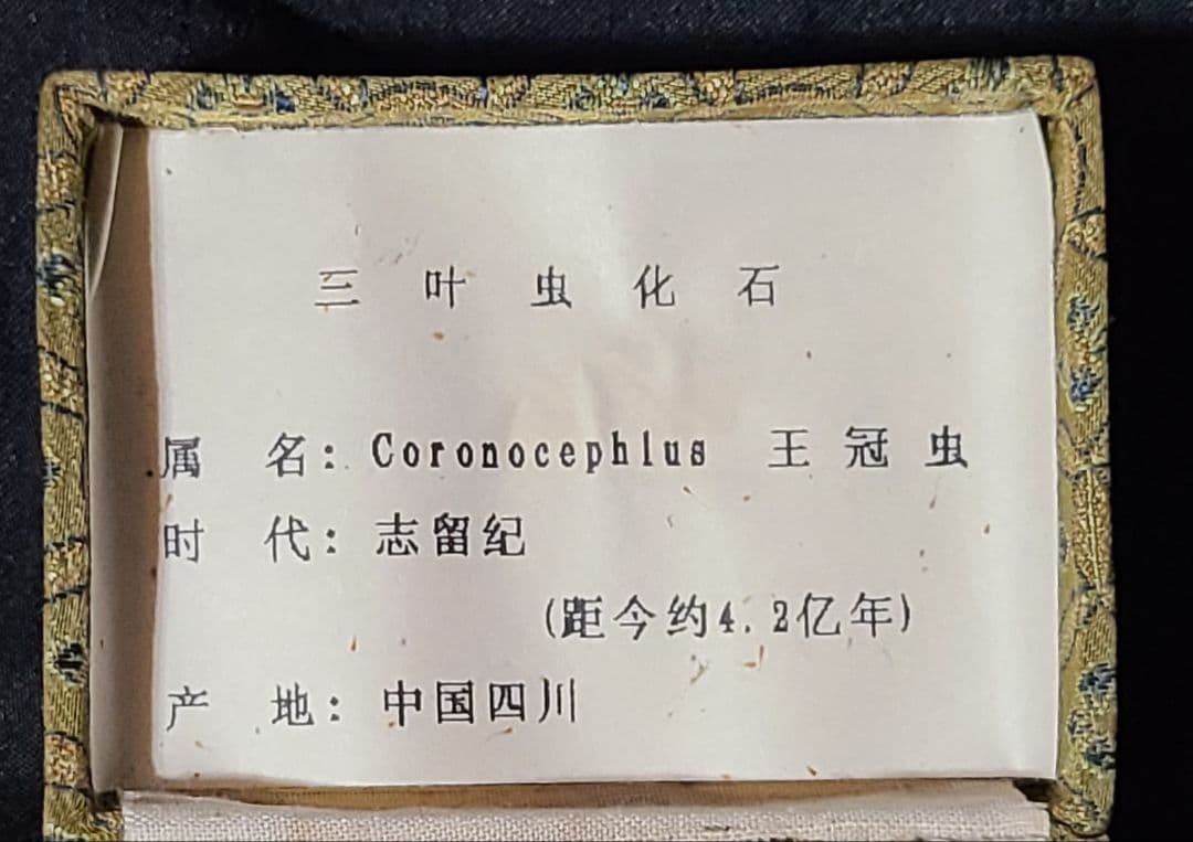 【化石】三葉虫 「コロノセファルス」中国産 シルル紀　※希少