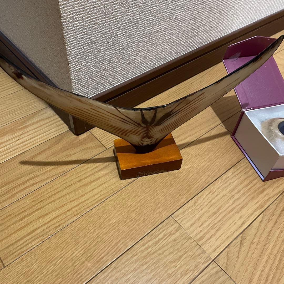 カジキの尾と目