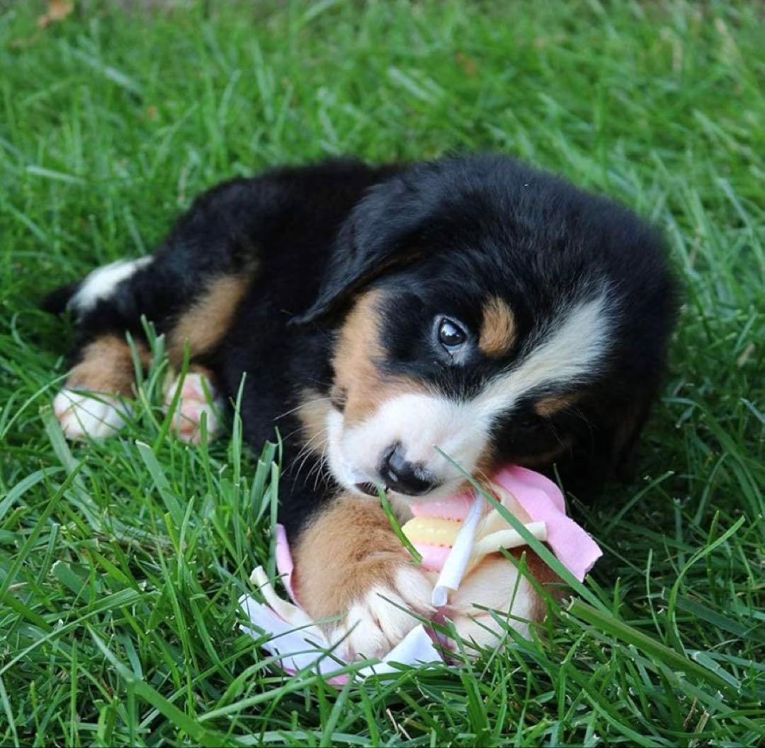 Smart Pet Love 子犬のぬいぐるみおもちゃ鼓動ペットの不安を解消
