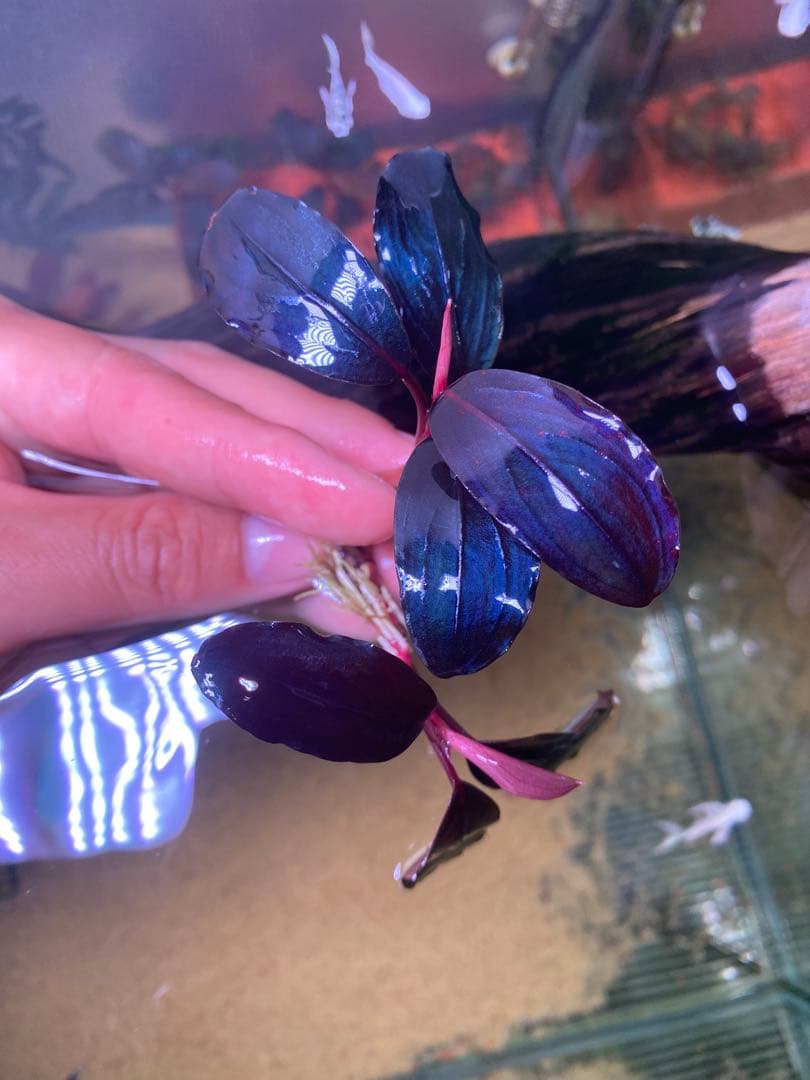 Bucephalandra sp. Red Diamond 2株