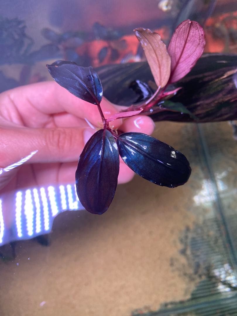 Bucephalandra sp. Red Diamond 2株