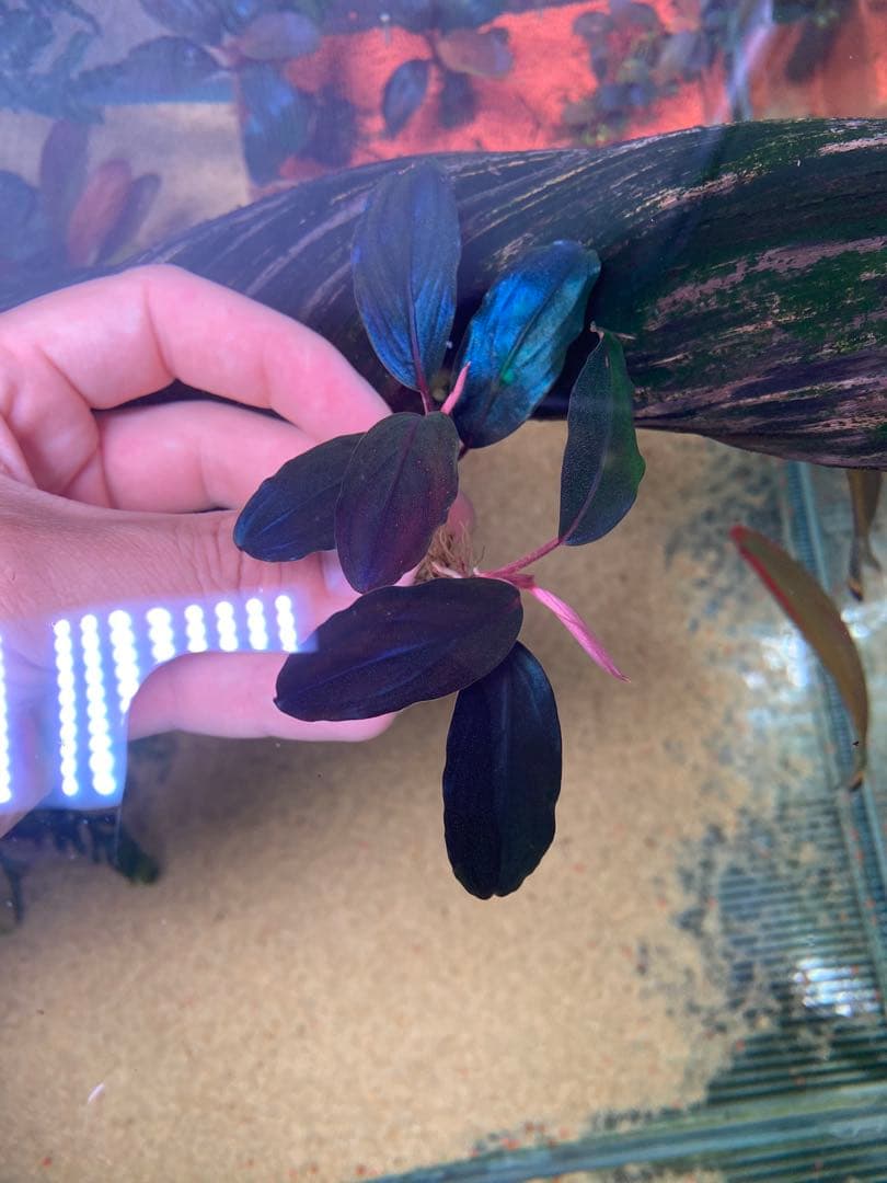 Bucephalandra sp. Red Diamond 2株