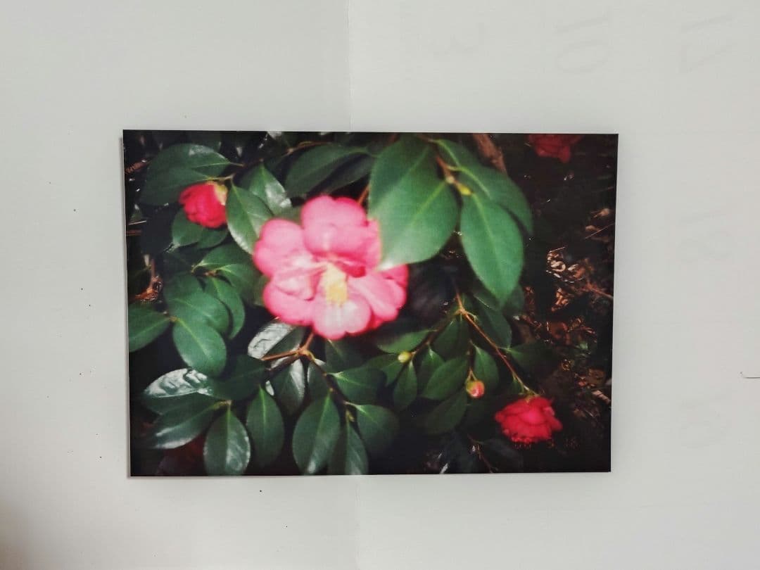 Canon Autoboy Luna105試験撮影済み