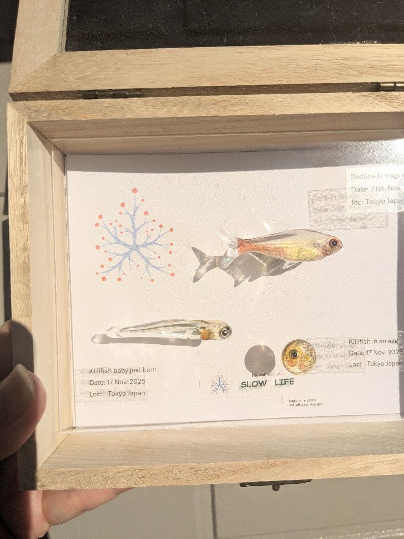 レッドラインファラガテトラ４０ミリ　孵化直後の稚魚と孵化前の卵　３体の標本箱