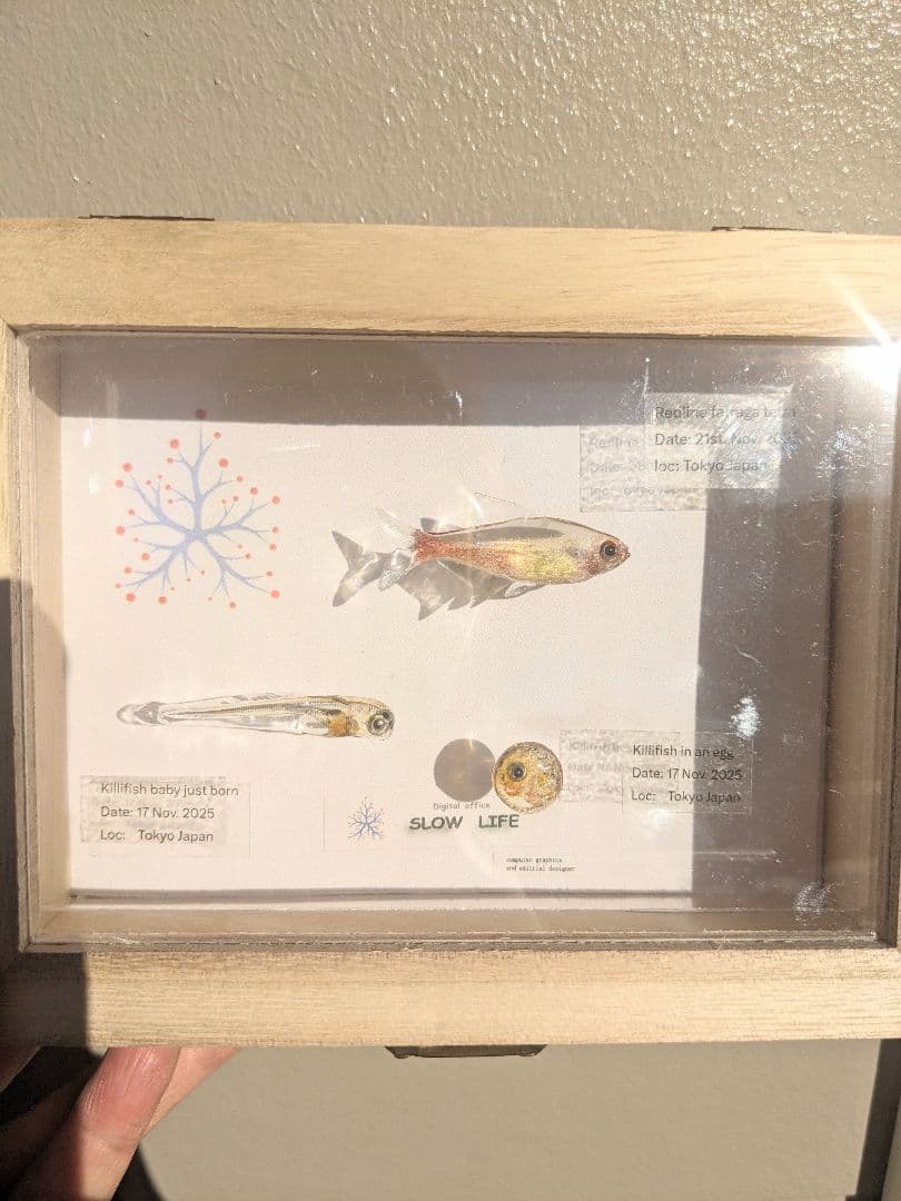 レッドラインファラガテトラ４０ミリ　孵化直後の稚魚と孵化前の卵　３体の標本箱