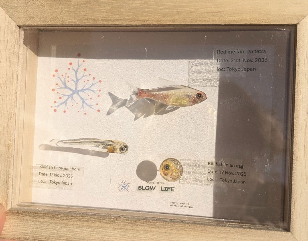 レッドラインファラガテトラ４０ミリ　孵化直後の稚魚と孵化前の卵　３体の標本箱