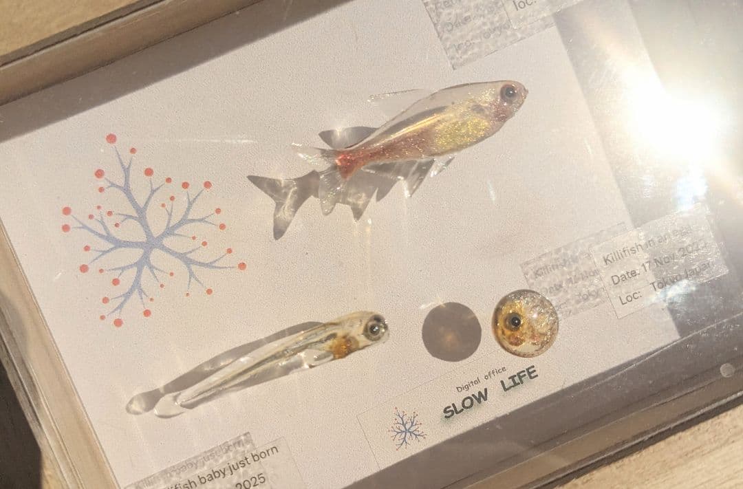 レッドラインファラガテトラ４０ミリ　孵化直後の稚魚と孵化前の卵　３体の標本箱