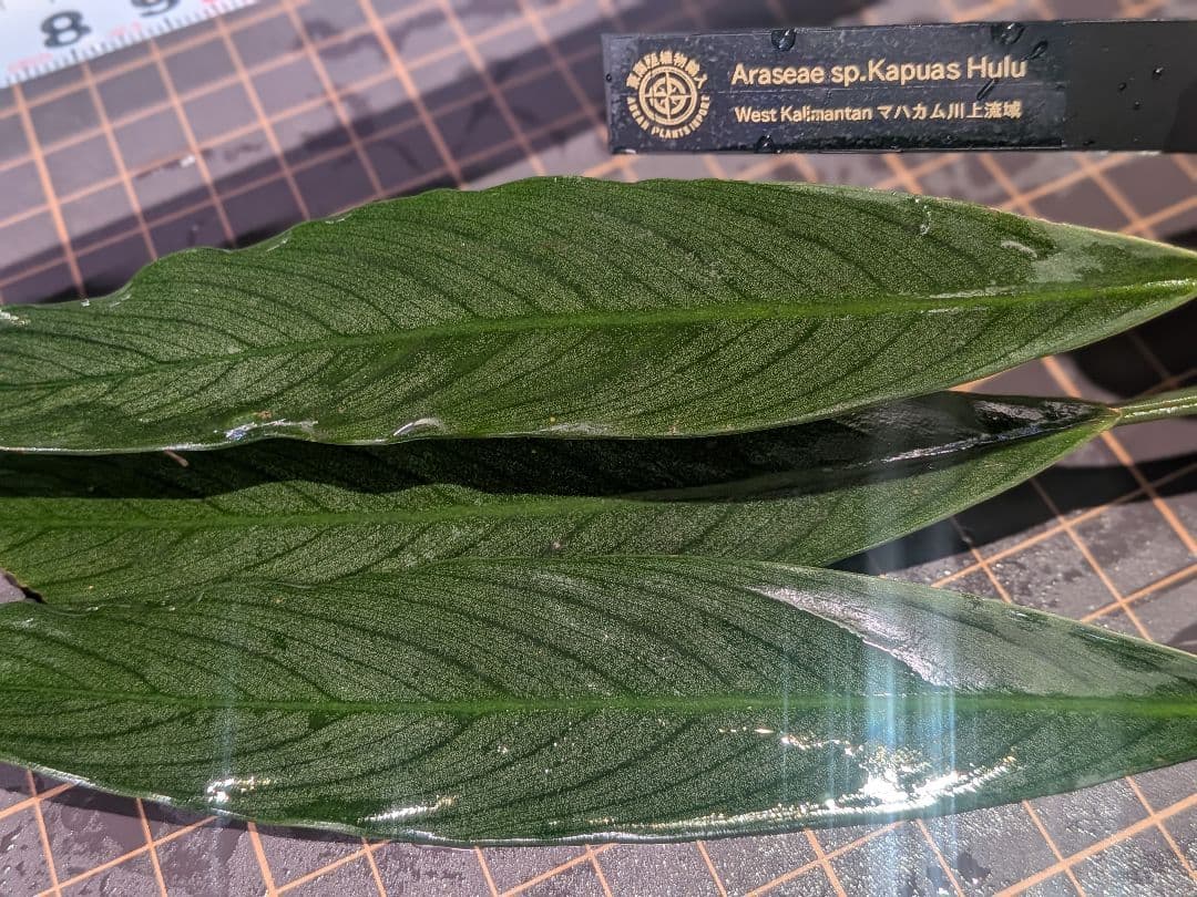 Araseae sp. Kapuas Hulu マハカム川上流域 1
