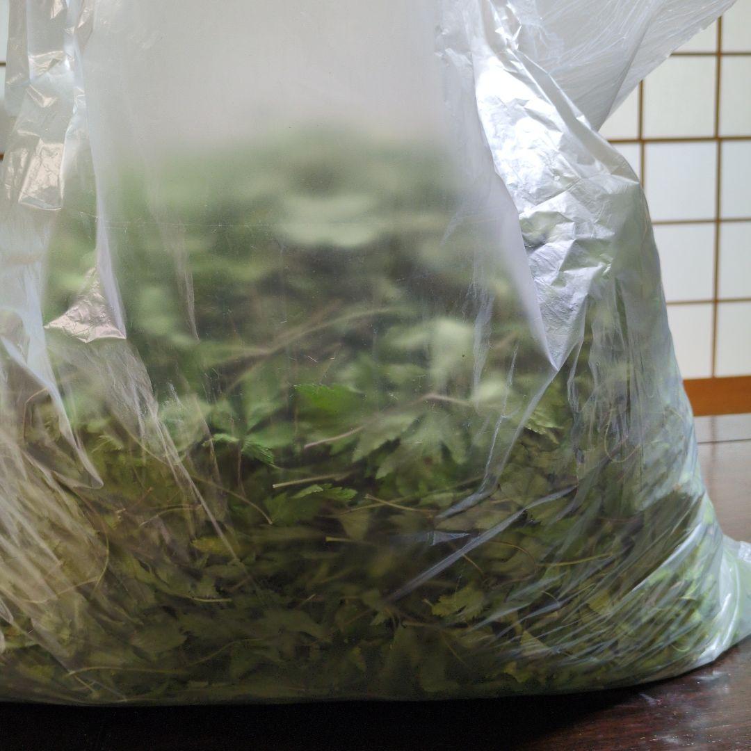 当帰乾燥葉　650g　無農薬
