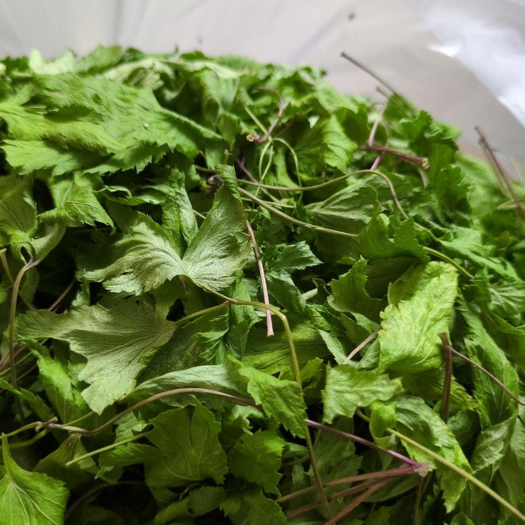 当帰乾燥葉　650g　無農薬