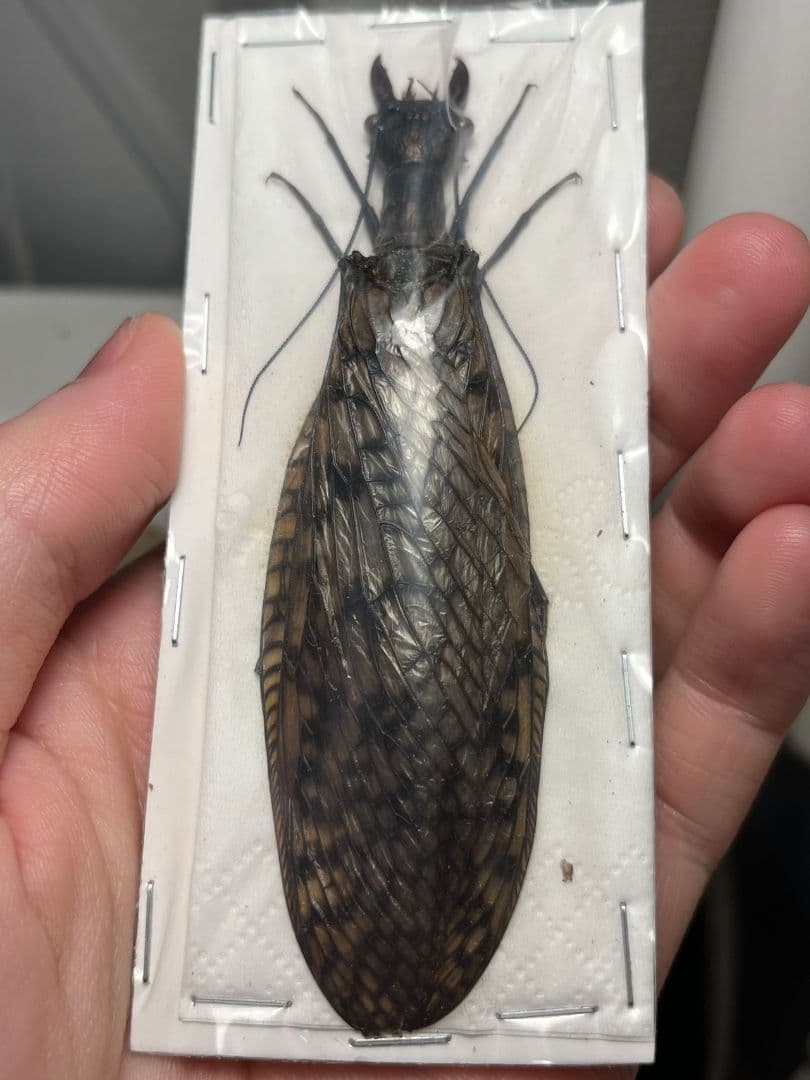 【種小名付】Acanthacorydalis unimaculata標本