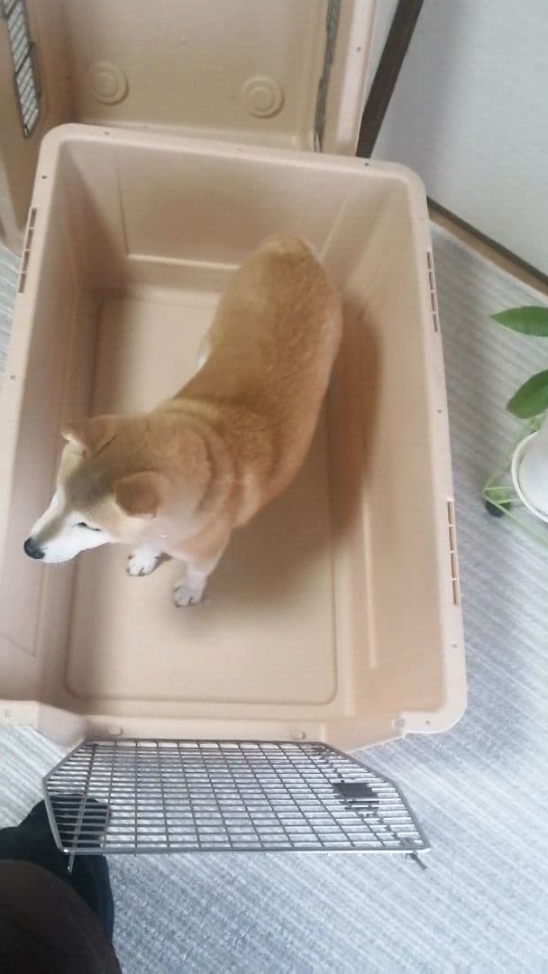 Petmate Vari Kennel 大型犬 クレート Ｌ バリケンネル