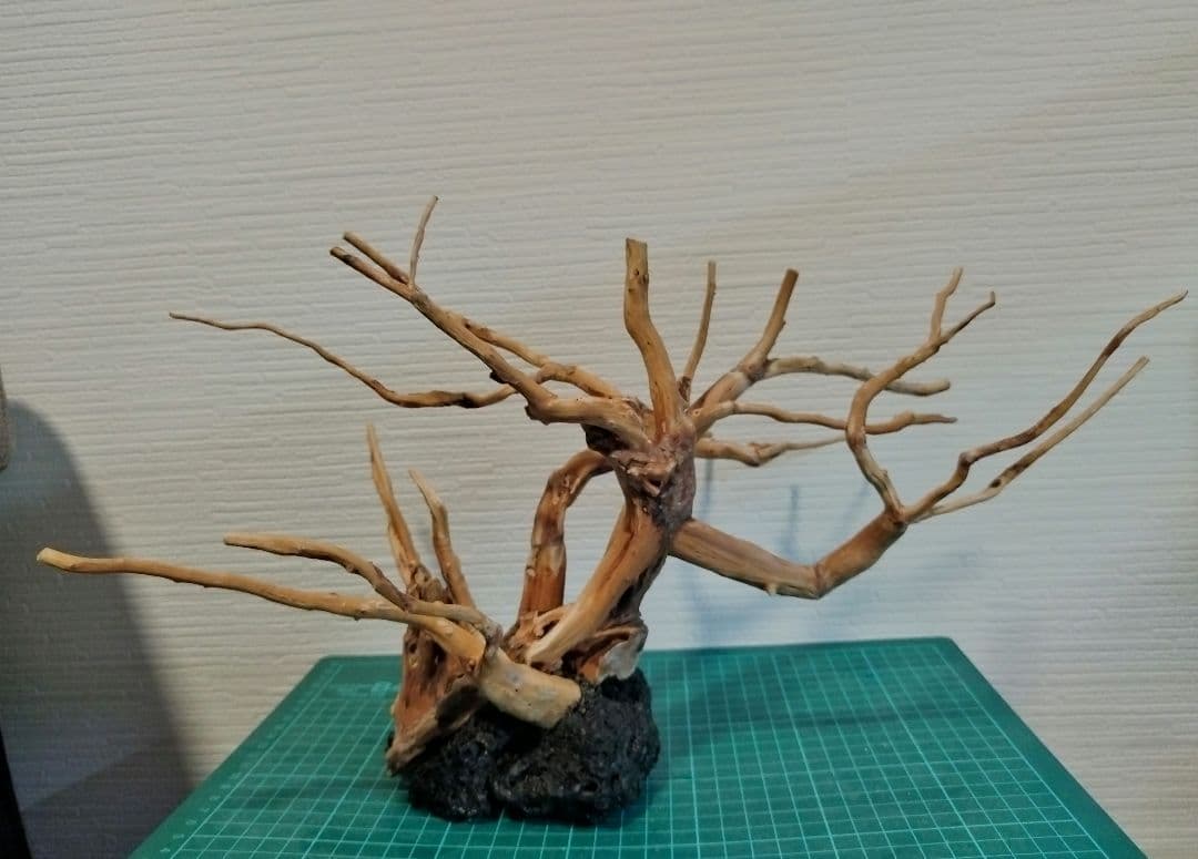 アクアリウム　流木レイアウト 盆栽