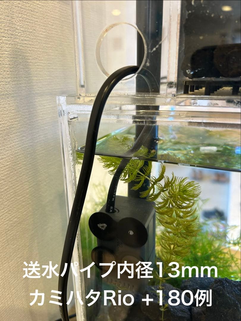 まりも　45㎝ガラス水槽用アクアポニックス仕様
