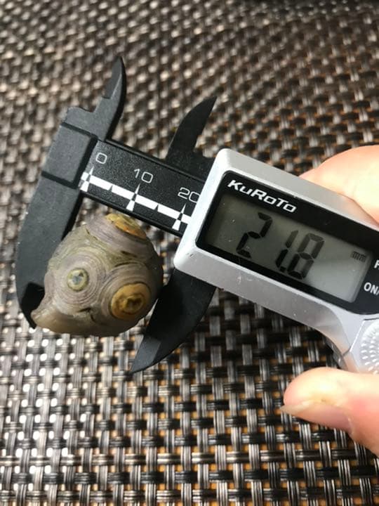 ゴビ石−292  眼石　薄紫　防毒マスク