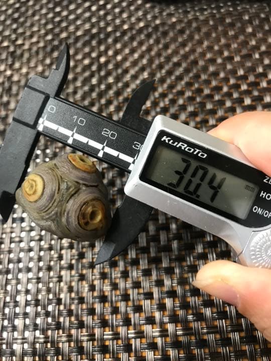 ゴビ石−292  眼石　薄紫　防毒マスク
