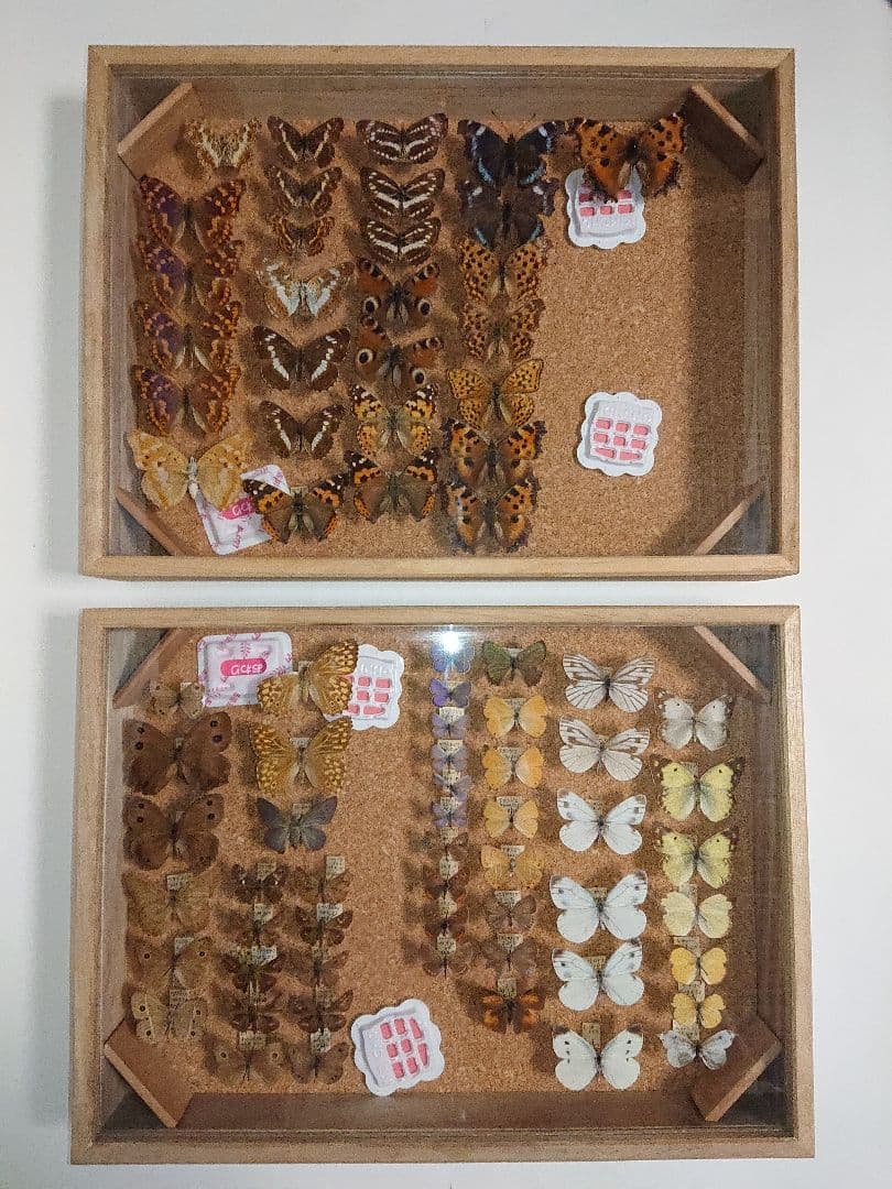 ④昆虫類 蝶 標本 3セット■大型標本箱 ドイツ箱 桐箱ケース付き■昭和 図鑑