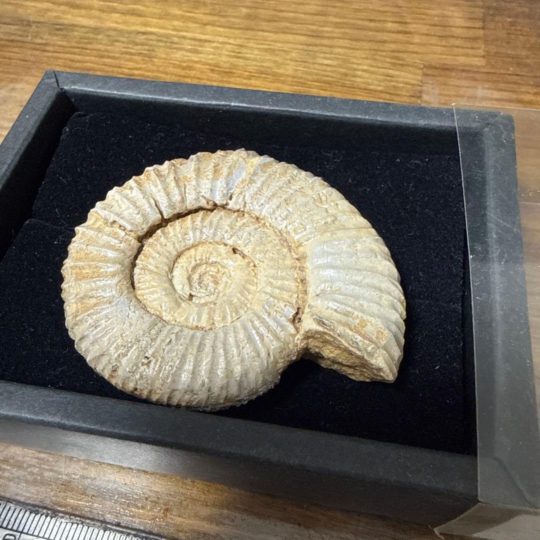 アンモナイト化石 標本 透明ケース入り 約10cm