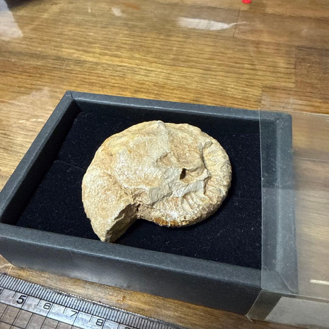 アンモナイト化石 標本 透明ケース入り 約10cm
