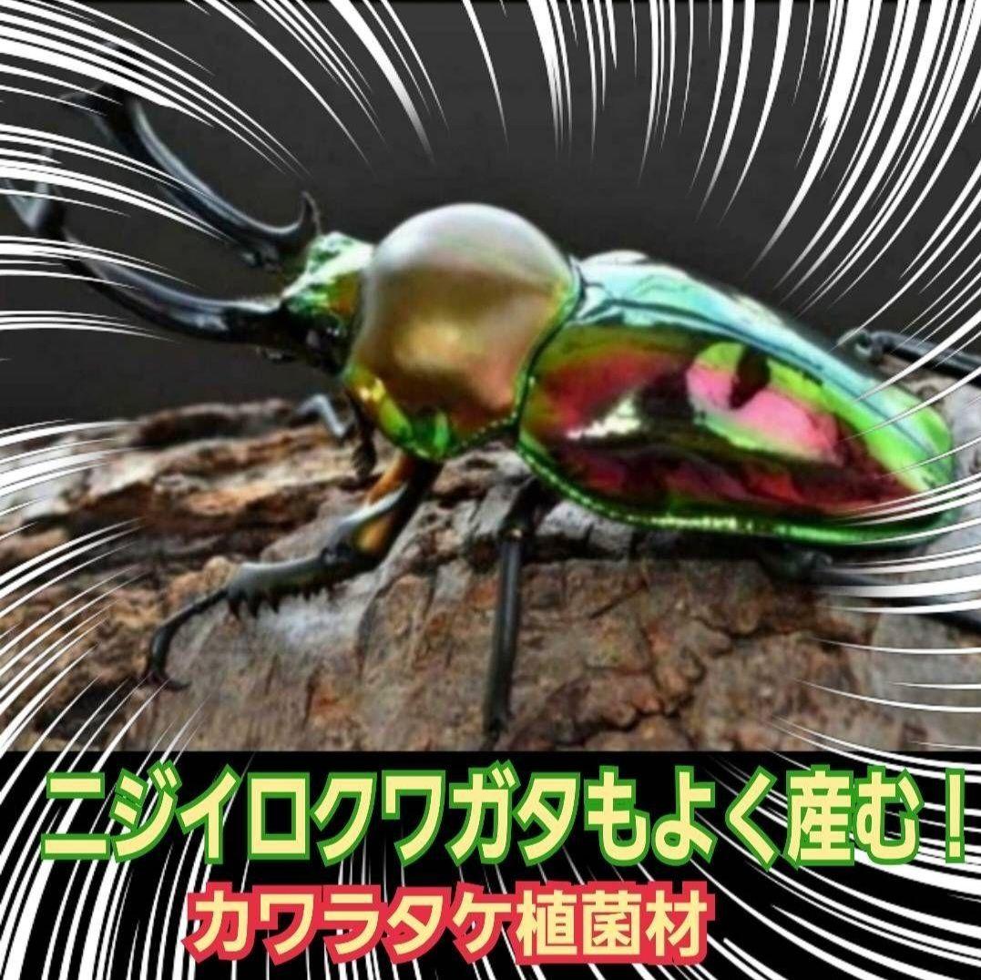 6本セット！クワガタの産卵木はコレが最強！　カワラ植菌材【特大Lサイズ】