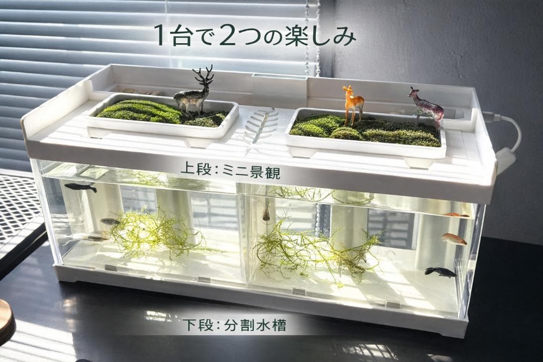 卓上アクアリウム 水槽セット 観賞魚 メダカ ベタ 闘魚