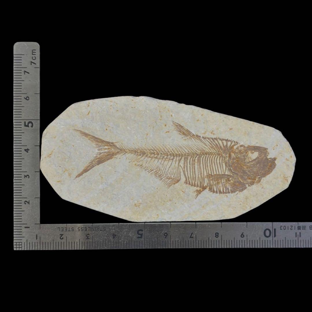 ディプロミスタス　魚の化石　アメリカ　ワイオミング州 産