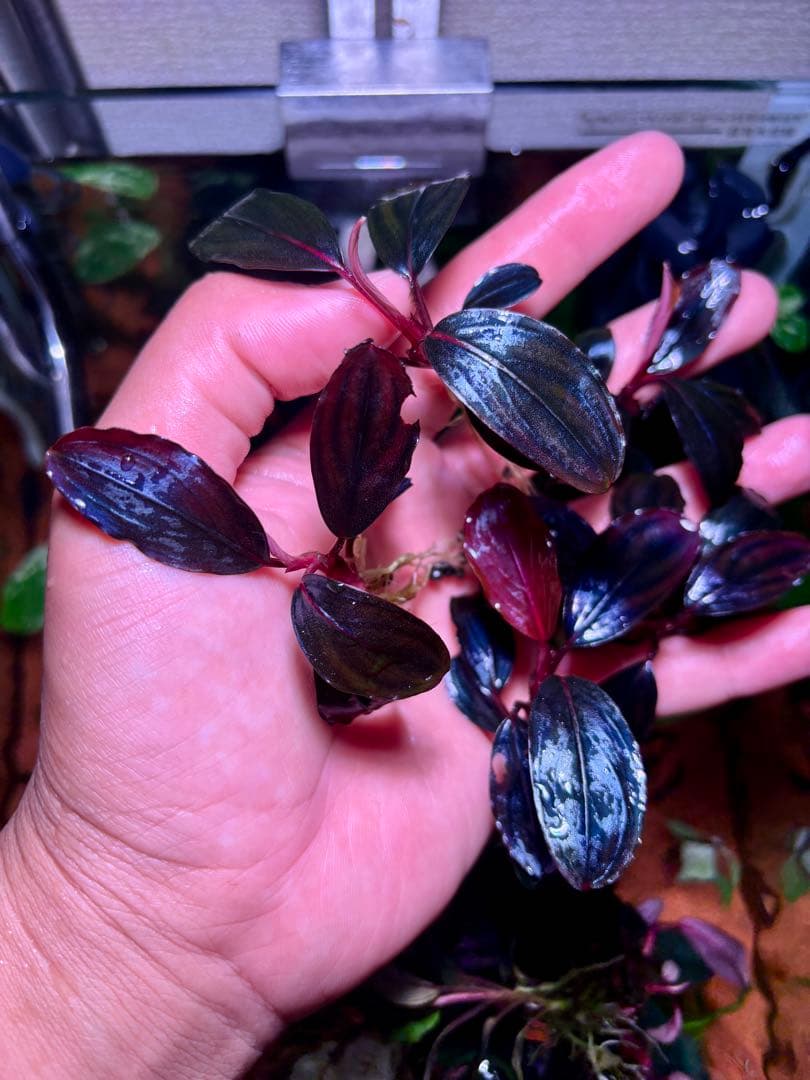 Y*c様 Bucephalandra sp.Red Diamond 5株